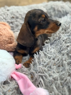 Seppi - Dackel-Mix-Welpe (Tiger-Dackel), Dackel-Mischling Welpen - Rüde