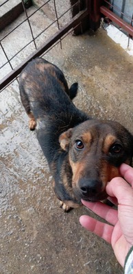 Seppi – ein ruhiger Gefährte auf der Suche nach seinem Menschen