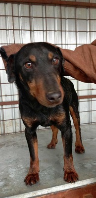 Seppi – ein ruhiger Gefährte auf der Suche nach seinem Menschen, Mischling - Rüde