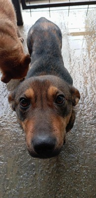 Seppi – ein ruhiger Gefährte auf der Suche nach seinem Menschen, Pinscher Mischling - Rüde