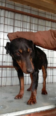 Seppi – ein ruhiger Gefährte auf der Suche nach seinem Menschen, Pinscher Mischling - Rüde