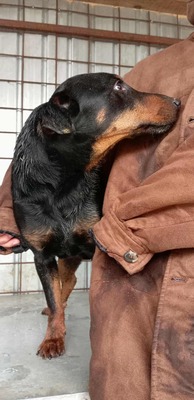Seppi – ein ruhiger Gefährte auf der Suche nach seinem Menschen, Pinscher Mischling - Rüde
