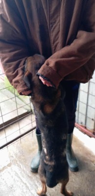 Seppi – ein ruhiger Gefährte auf der Suche nach seinem Menschen, Pinscher Mischling - Rüde