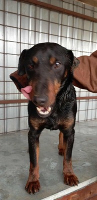 Seppi – ein ruhiger Gefährte auf der Suche nach seinem Menschen, Pinscher Mischling - Rüde