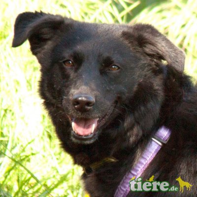 Serena, Mischling - Hündin