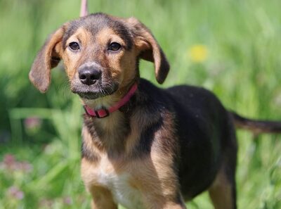 Serena, Mischling Welpen - Hündin