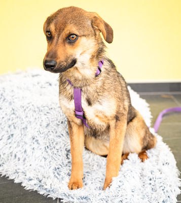 Serina, mischling - Hündin