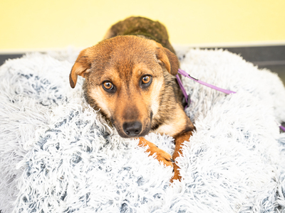 Serina, mischling - Hündin