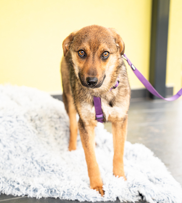 Serina, mischling - Hündin