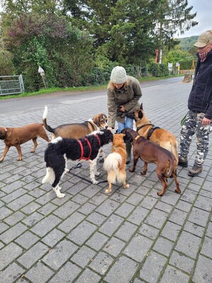 Seymur, Perro de Agua - Mix - Rüde