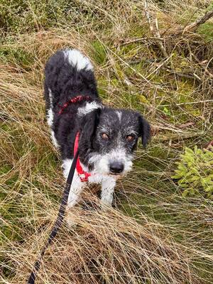 Seymur, Perro de aqua - Mix - Rüde