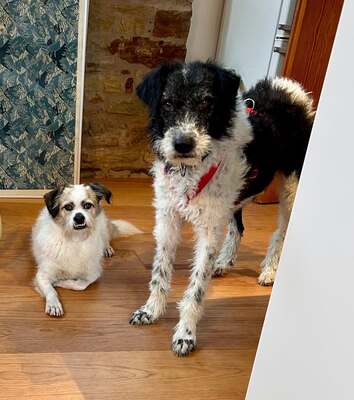 Seymur, Perro de aqua - Mix - Rüde