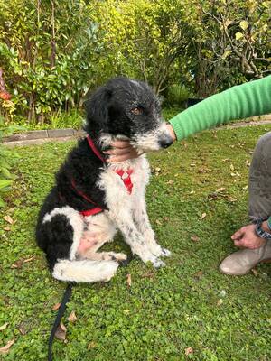 Seymur, Perro de aqua - Mix - Rüde