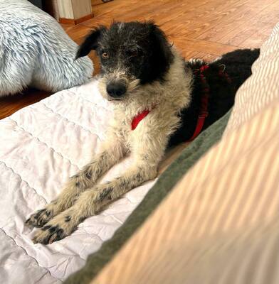 Seymur, Perro de aqua - Mix - Rüde