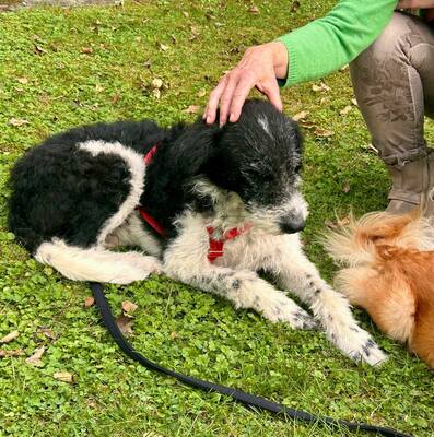 Seymur, Perro di Aqua - Mix - Rüde