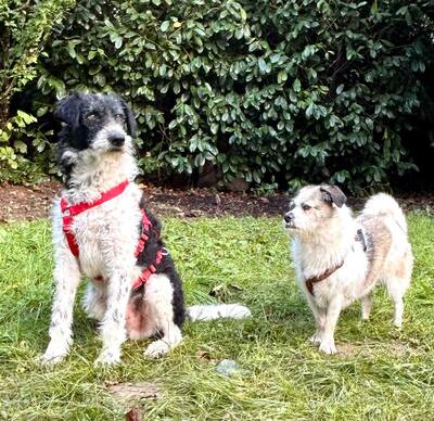 Seymur, Perro di Aqua - Mix - Rüde