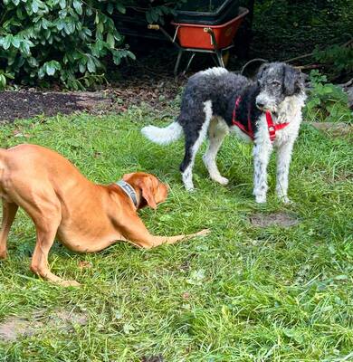 Seymur, Perrot de Agua - Mix - Rüde