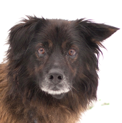 Shaco, Mischling - Rüde