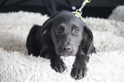 Shadow, Mischling Welpen - Rüde