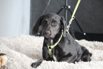 Shadow, Mischling Welpen - Rüde