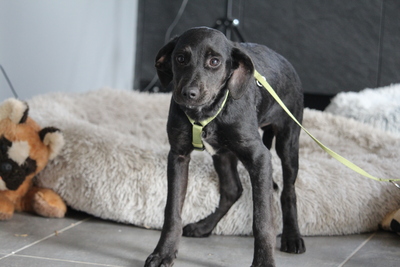 Shadow, Mischling Welpen - Rüde