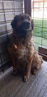 Shadow – eine sanfte Seele auf der Suche nach ihrem Herzensmenschen 🌙💛