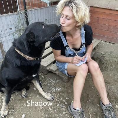 Shadow sucht hundeerfahrenes Zuhause, Mischling - Rüde 1