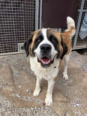 Shahina, Bernhardiner (Mix) - Hündin