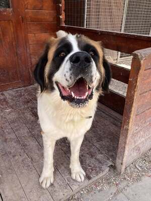 Shahina, Bernhardiner (Mix) - Hündin