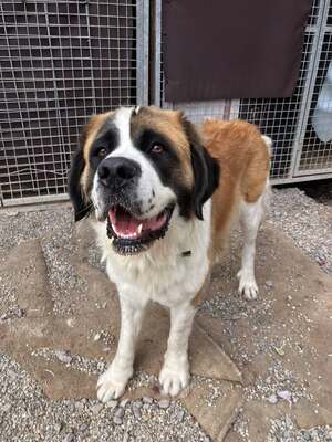 Shahina, Bernhardiner (Mix) - Hündin