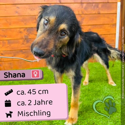 😍 Shana Slowakei (ZM) Mischling Hündin - 2 Jahre, Mischling - Hündin