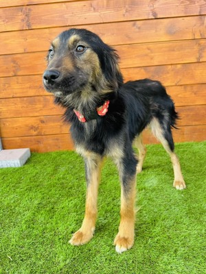 😍 Shana Slowakei (ZM) Mischling Hündin - 2 Jahre, Mischling - Hündin