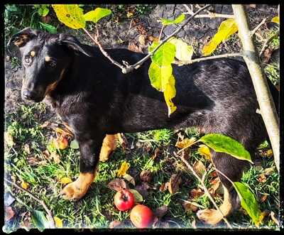 Sharei, Australien Kelpie/Schäferhund - Hündin