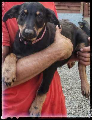 Sharei, Australien Kelpie/Schäferhund - Hündin