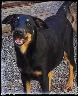 Sharei, Australien Kelpie/Schäferhund - Hündin