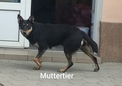 Sharei, Australien Kelpie/Schäferhund - Hündin