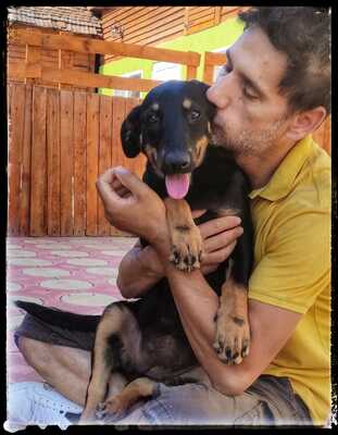 Sharei, Australien Kelpie/Schäferhund - Hündin