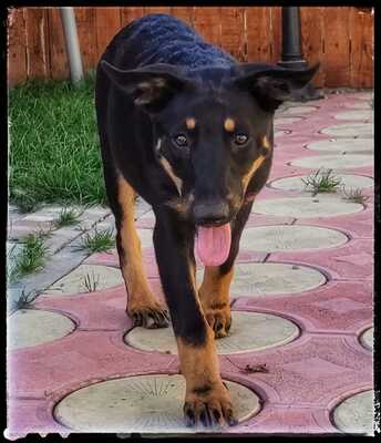 Sharei, Australien Kelpie/Schäferhund - Hündin