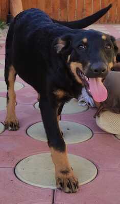 Sharei, Australien Kelpie/Schäferhund - Hündin