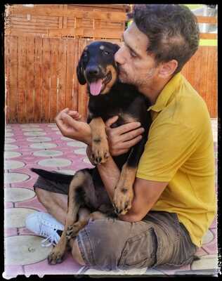 Sharei, Australien Kelpie/Schäferhund - Hündin