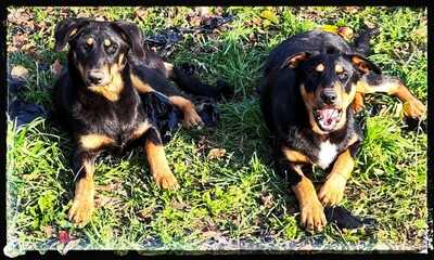 Sharei, Australien Kelpie/Schäferhund - Hündin