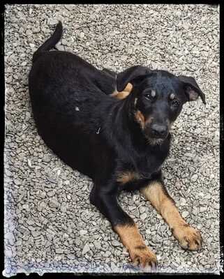 Sharei, Australien Kelpie/Schäferhund - Hündin