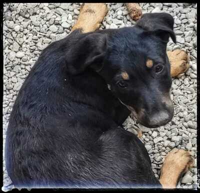 Sharei, Australien Kelpie/Schäferhund - Hündin