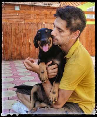 Sharei, Australien Kelpie/Schäferhund - Hündin