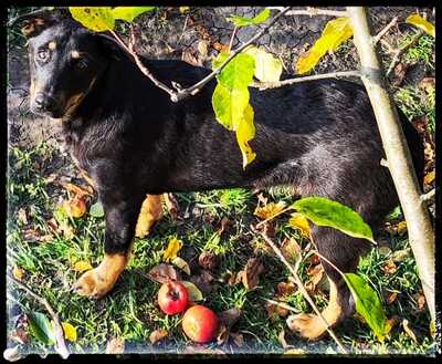 Sharei, Australien Kelpie/Schäferhund - Hündin