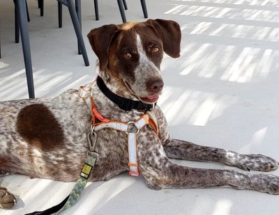 Sheba - Tolle Schönheit, ca. 3 Jahre/21kg, Mischling - Hündin