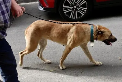 Sheila, Mix - Hündin