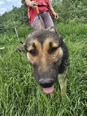 Sheila wünscht sich Menschen mit Herz, Mischling - Hündin