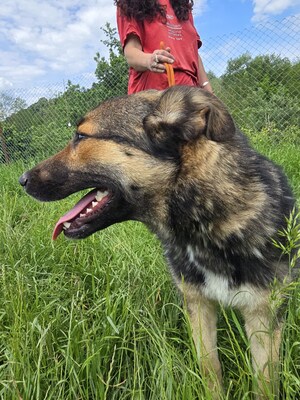 Sheila wünscht sich Menschen mit Herz, Mischling - Hündin