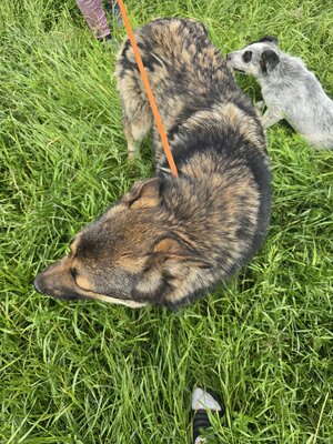 Sheila wünscht sich Menschen mit Herz, Mischling - Hündin